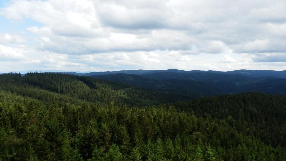Forest view from the lookout tower wallpaper