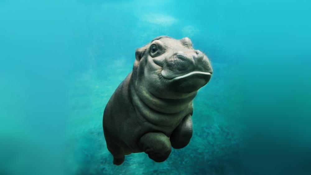 Baby hippo wallpaper