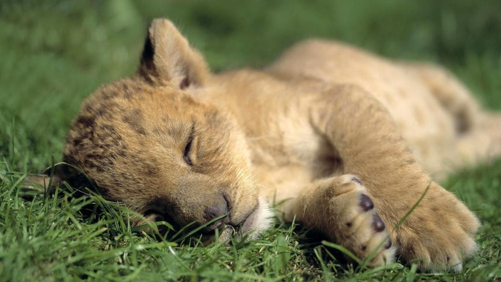 Sleeping Lion Cub on Grass wallpaper