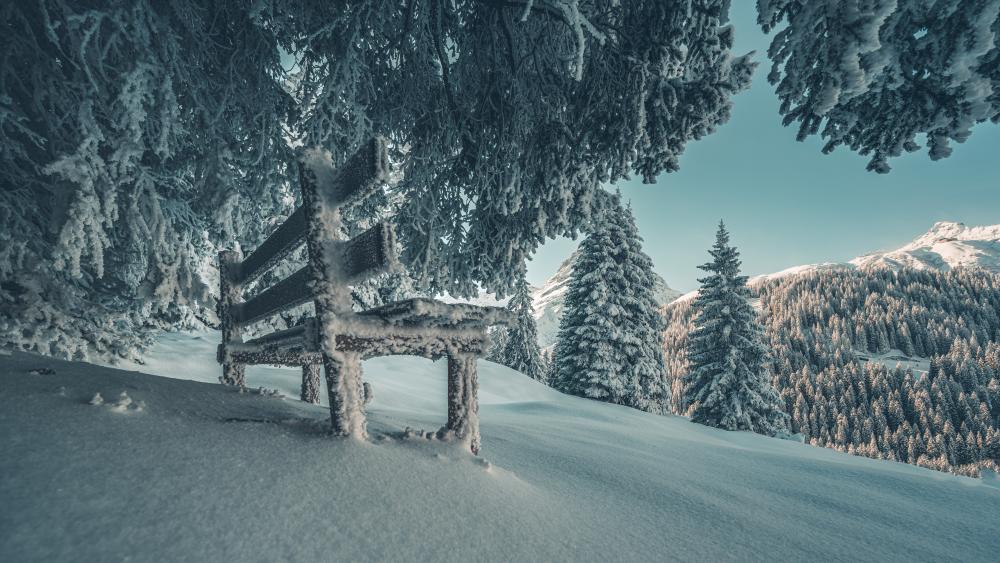 Snowy bench under the trees wallpaper