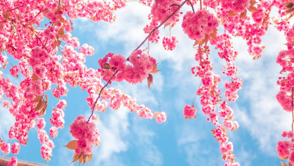 Spring Awakening Amidst Blossoming Branches wallpaper