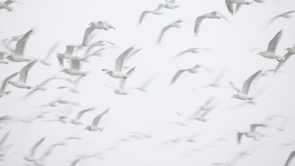 White seagulls wallpaper