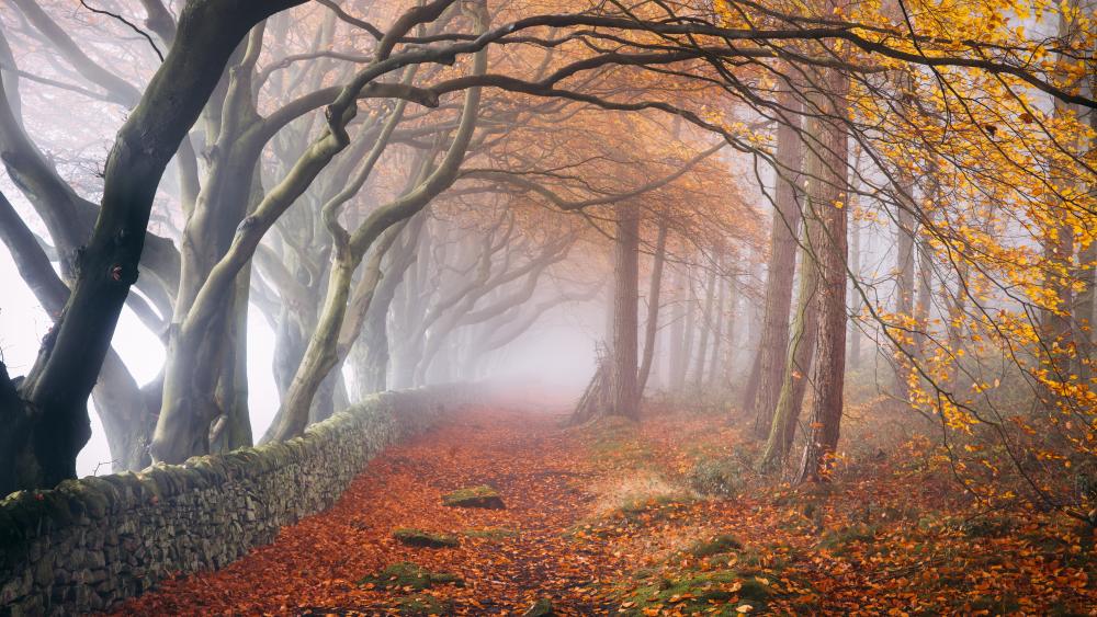 Trees and falling leaves on path with morning fog during fall wallpaper