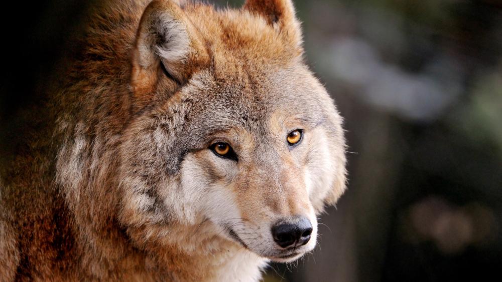 Furry wolf wallpaper