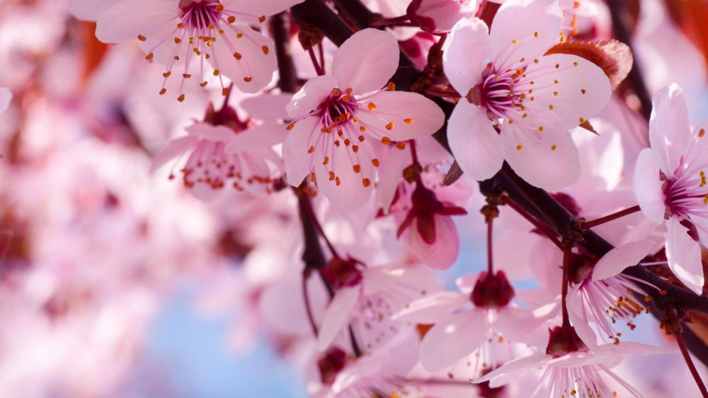 Blooming cherry tree wallpaper