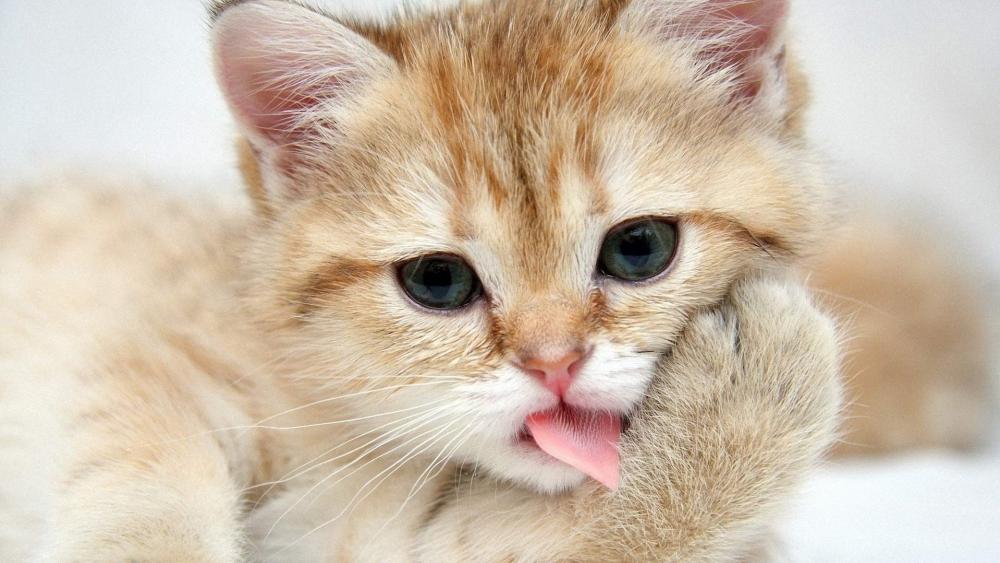 Kitten's Paw Lick Moment wallpaper