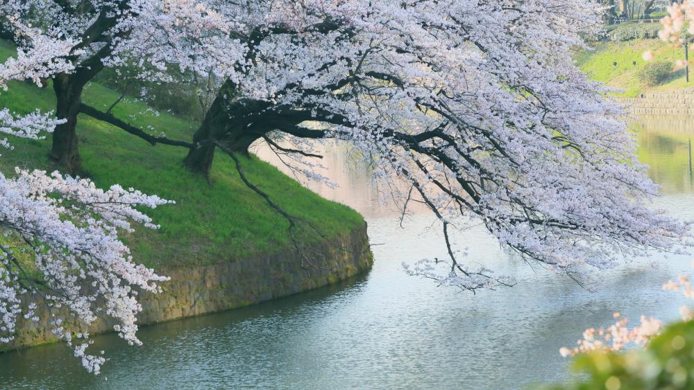 Cherry tree above Hanzo moat, Chidorigafuchi wallpaper