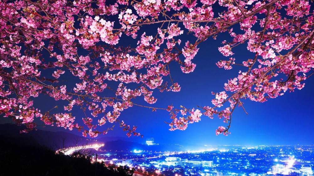 Night sakura blossom, Japan wallpaper