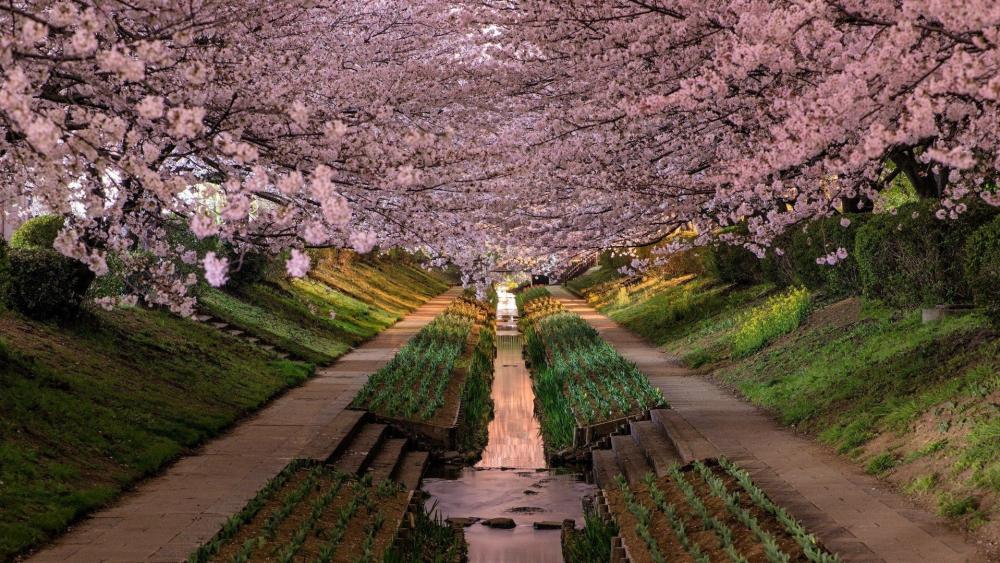 Cherry blossom in Japan wallpaper