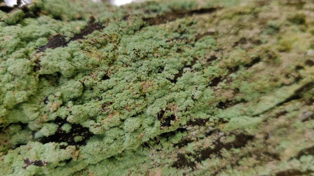 Lush Green Moss on Weathered Wood wallpaper