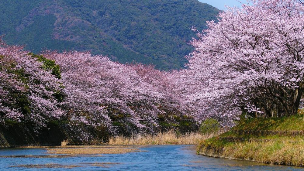 Japanese cherry blossom wallpaper