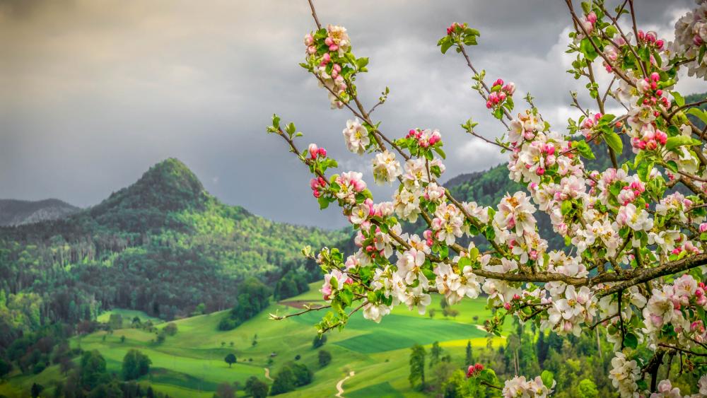 Apple blossom wallpaper
