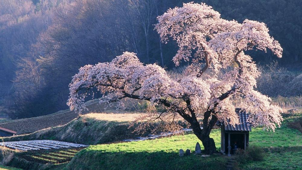 Sakura tree wallpaper