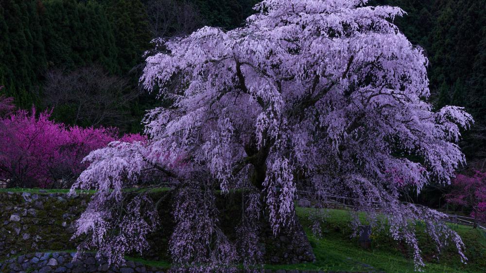 Spring's Resplendent Sakura Elegance wallpaper