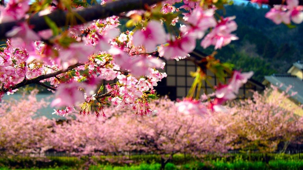 Sakura trees wallpaper