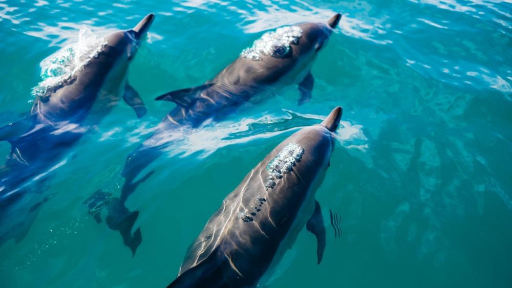 Dolphins in the Pacific Ocean (Kaikoura, New Zealand) wallpaper