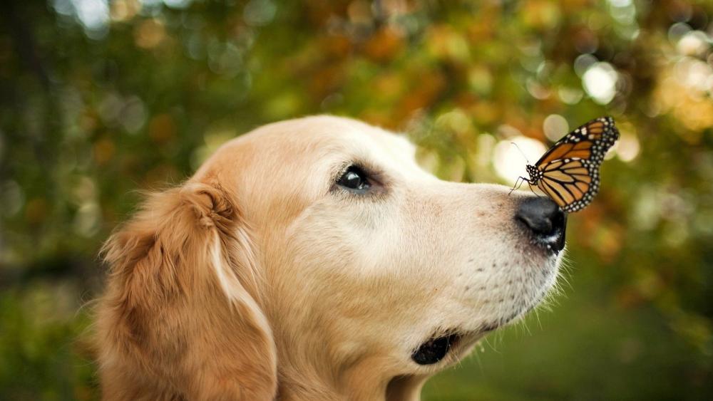 Golden Retriever and Butterfly Magic wallpaper