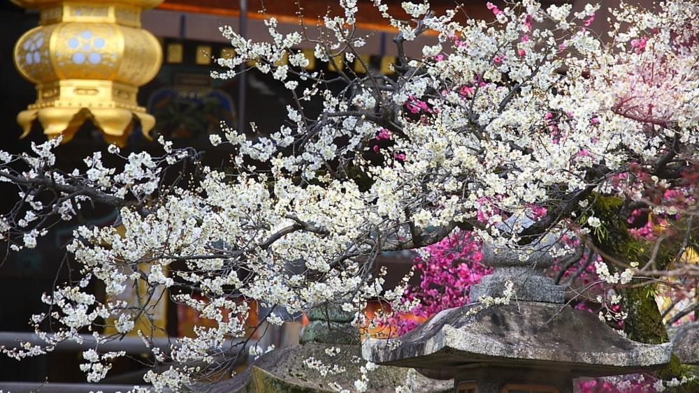 Kitano Tenmangu Shrine golden lantern and a plum blossom wallpaper