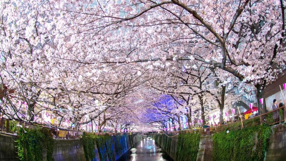 Sakura Tunnel at Cherry Blossom Festival wallpaper