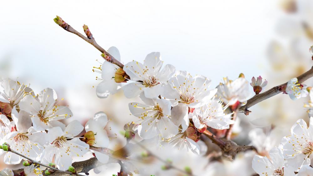 Spring Blossom Symphony in 4K wallpaper