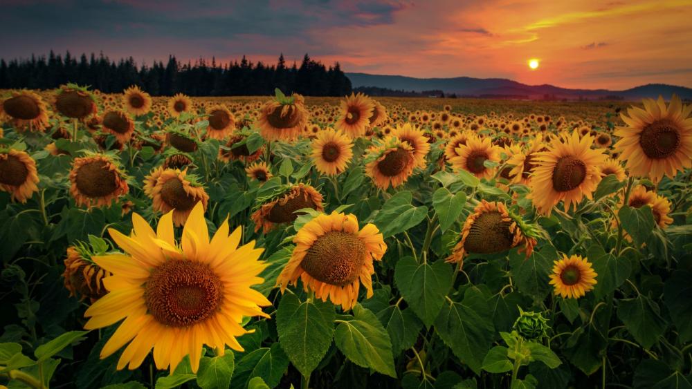 Sunflower field in the sunset wallpaper