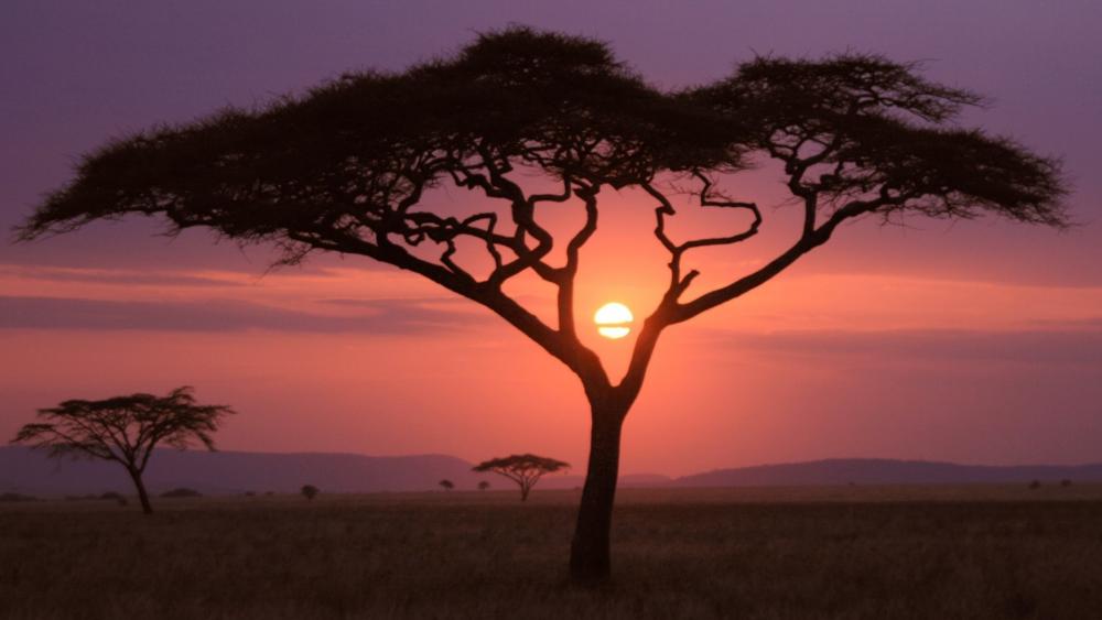 Safari Sunset, Maasai Mara, Kenya wallpaper