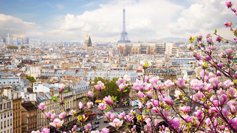 Paris landscape with Magnolia flowers wallpaper