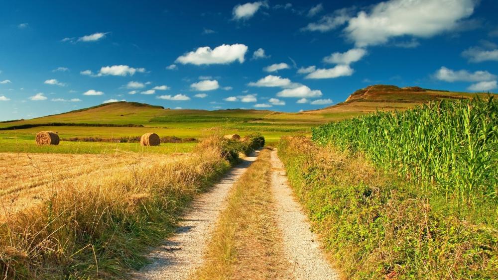 Golden Harvest Pathway Through Rural Bliss wallpaper