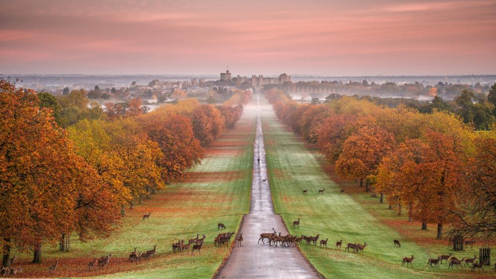 The Long Walk - herd of deer on the path to the Windsor Castle wallpaper