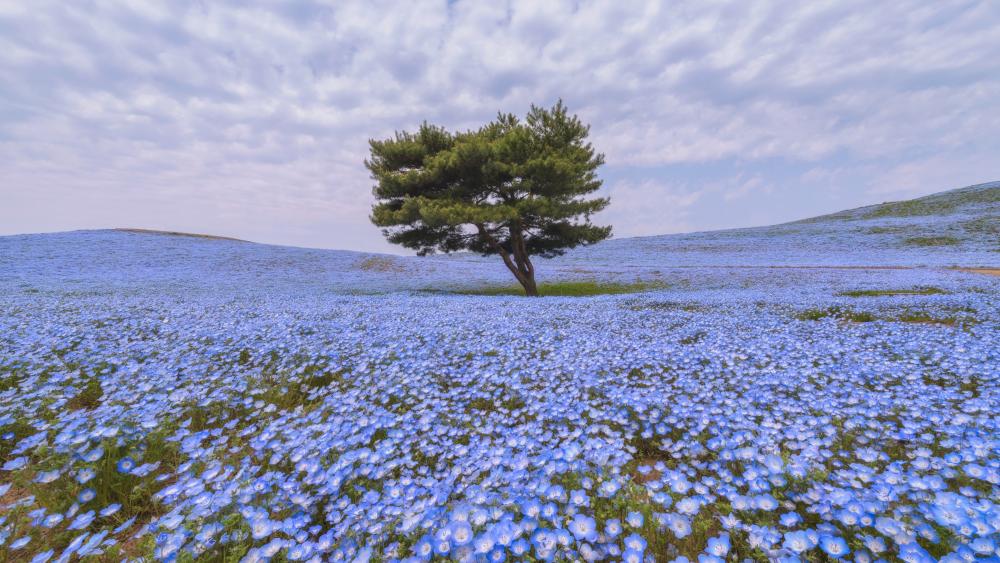 A sea of blue nemophila plants in bloom wallpaper