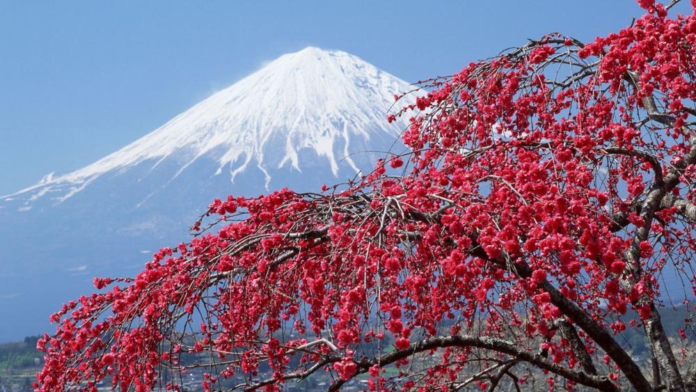 Mount Fuji at spring wallpaper