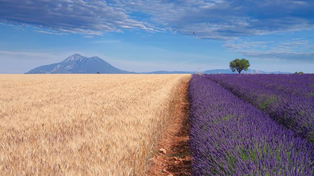 Lavender field in Provence wallpaper