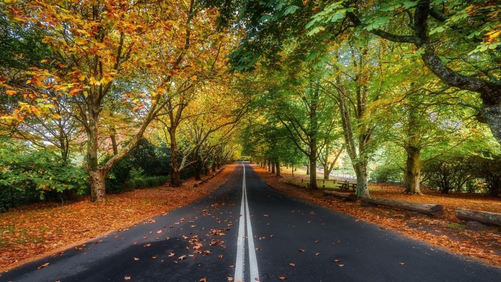 Early autumn road wallpaper