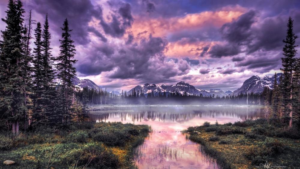 Purple Serenity in Nature wallpaper