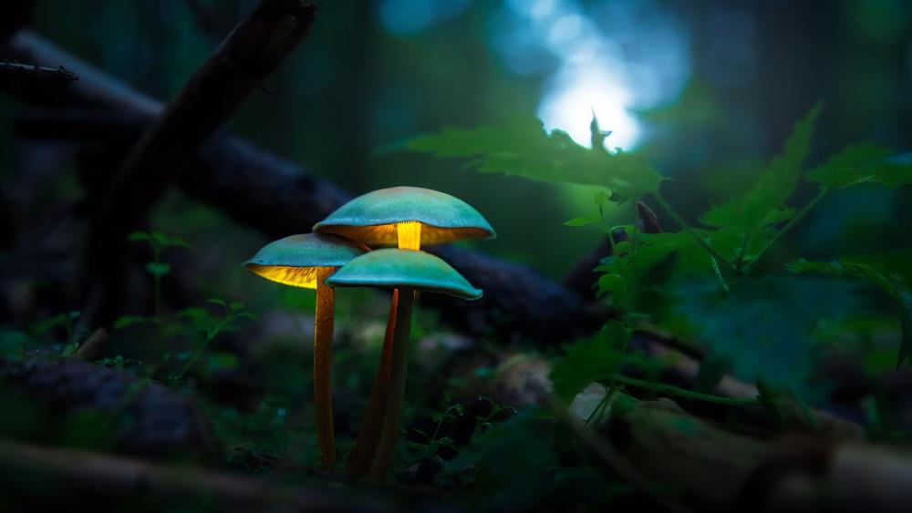 Illuminated mushrooms wallpaper