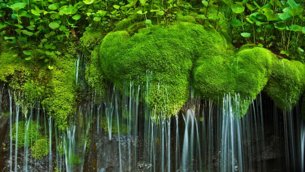 Waterfall and moss, Shenandoah National Park wallpaper