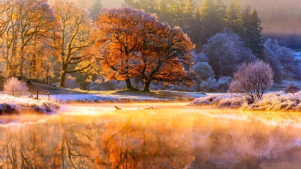 Hoary autumn wallpaper