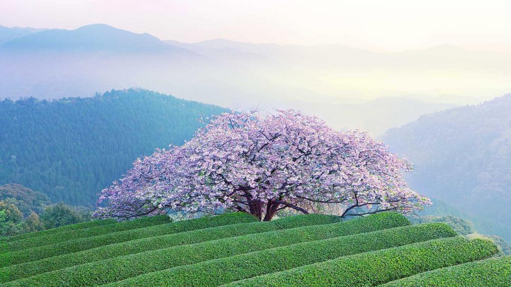 Sakura Blossom wallpaper