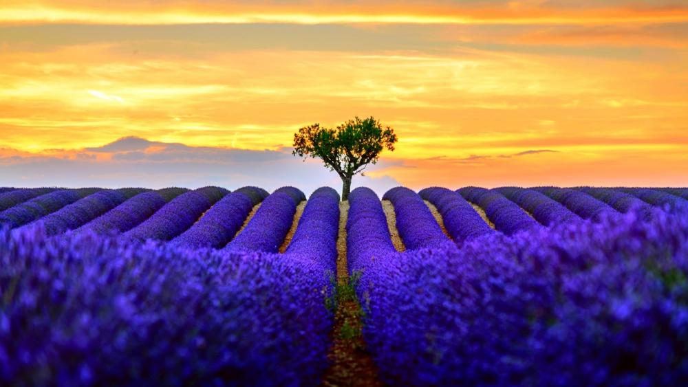 Heart tree in the middle of a lavender field (Valensole) wallpaper