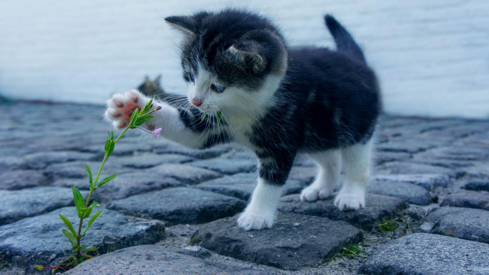 Kitten plays with a flower wallpaper