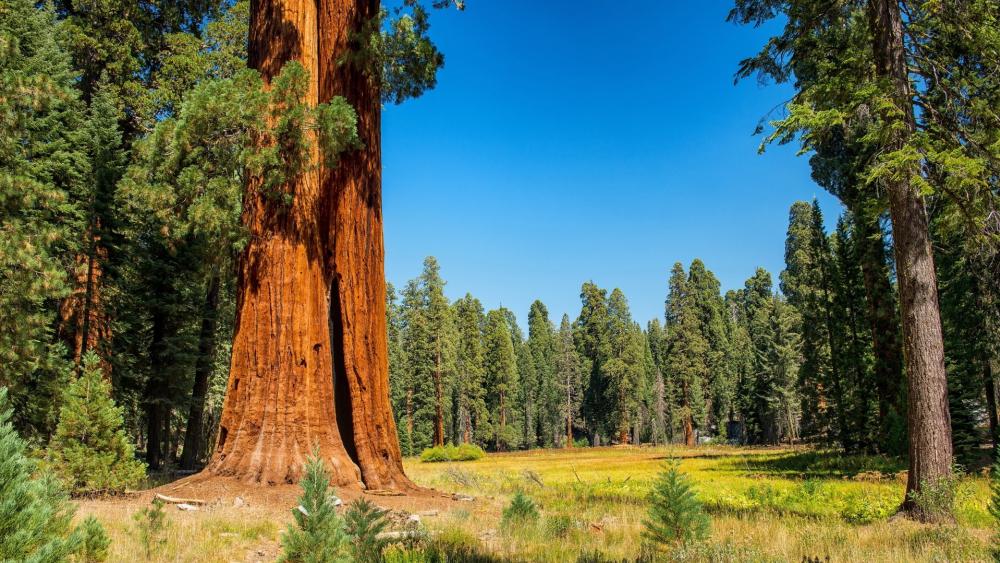 Sequoia National Park wallpaper