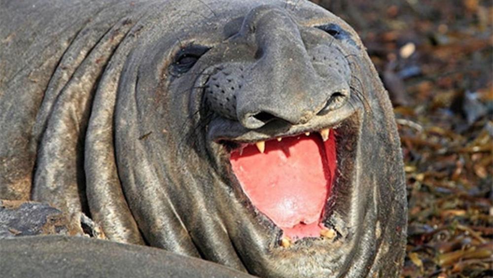 Elephant Seal Smile wallpaper