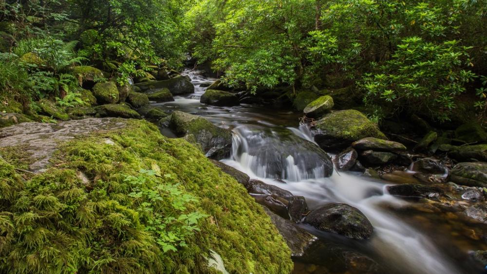 Killarney National Park, Ireland wallpaper