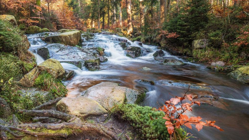 Serene Forest Stream in Autumn Colors wallpaper