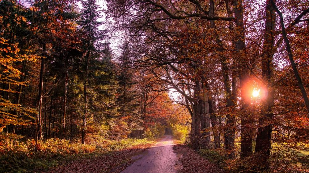 Autumn Pathway Through Enchanted Forest wallpaper