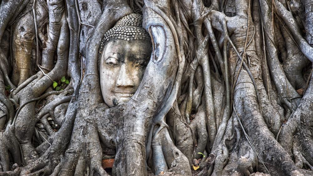 Ayutthaya Buddha tree wallpaper