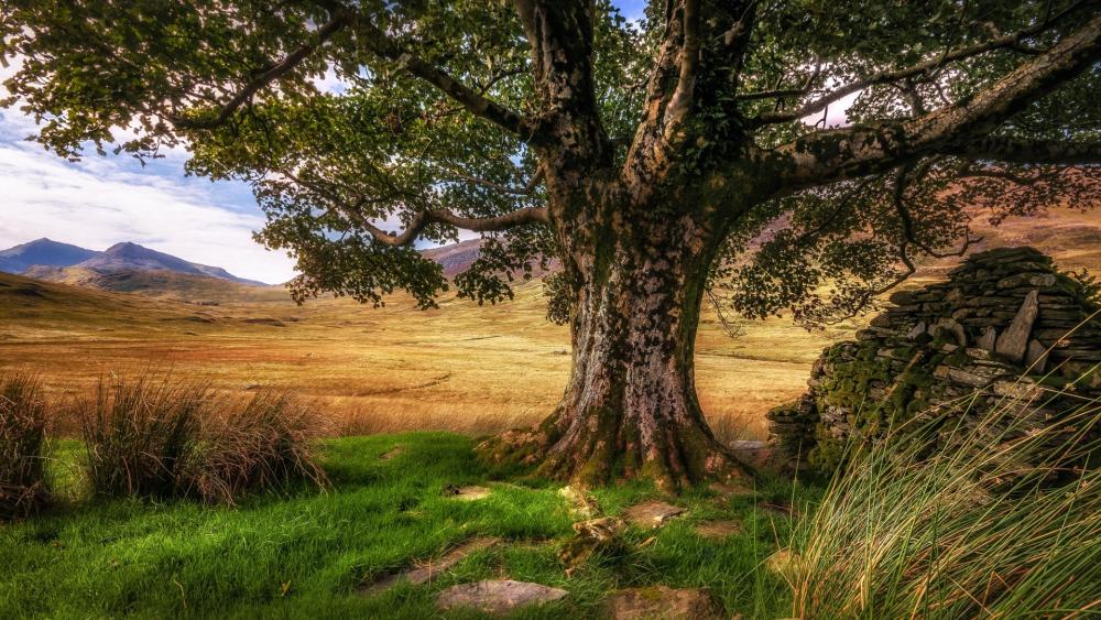 Majestic Tree in Nature's Embrace wallpaper