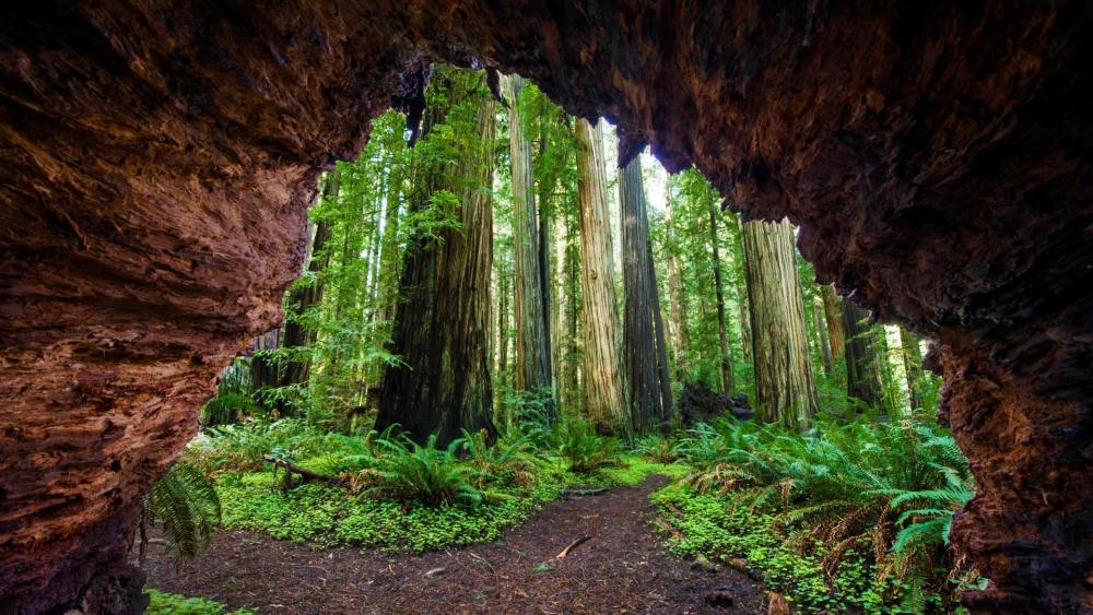 Jedediah Smith Redwoods State Park in California wallpaper