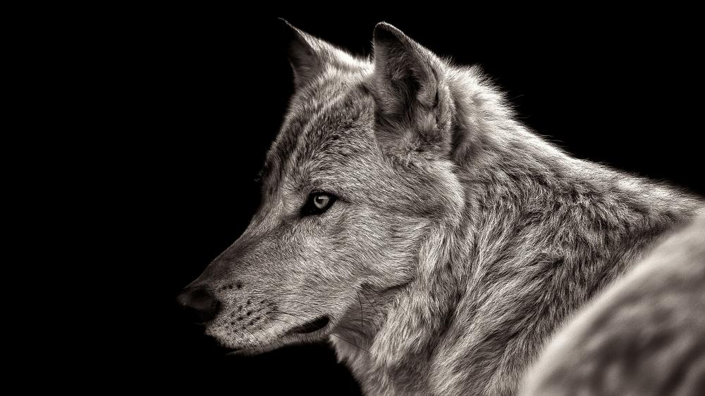 Wolf Gaze in Monochrome Mystique wallpaper