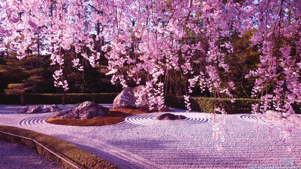 Japanese Cherry Blossom wallpaper
